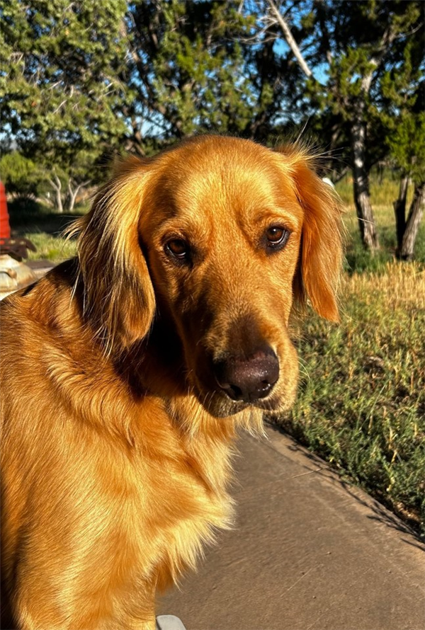 /Images/uploads/The Santa Fe New Mexican/santafepetcontest/entries/33935thumb.jpg